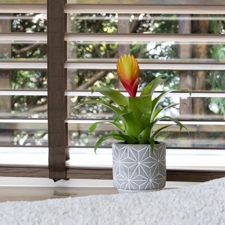 Tillandsia Vriesea 'Dorado' - Set van 3 - Hoogte 15-25cm - ø7cm