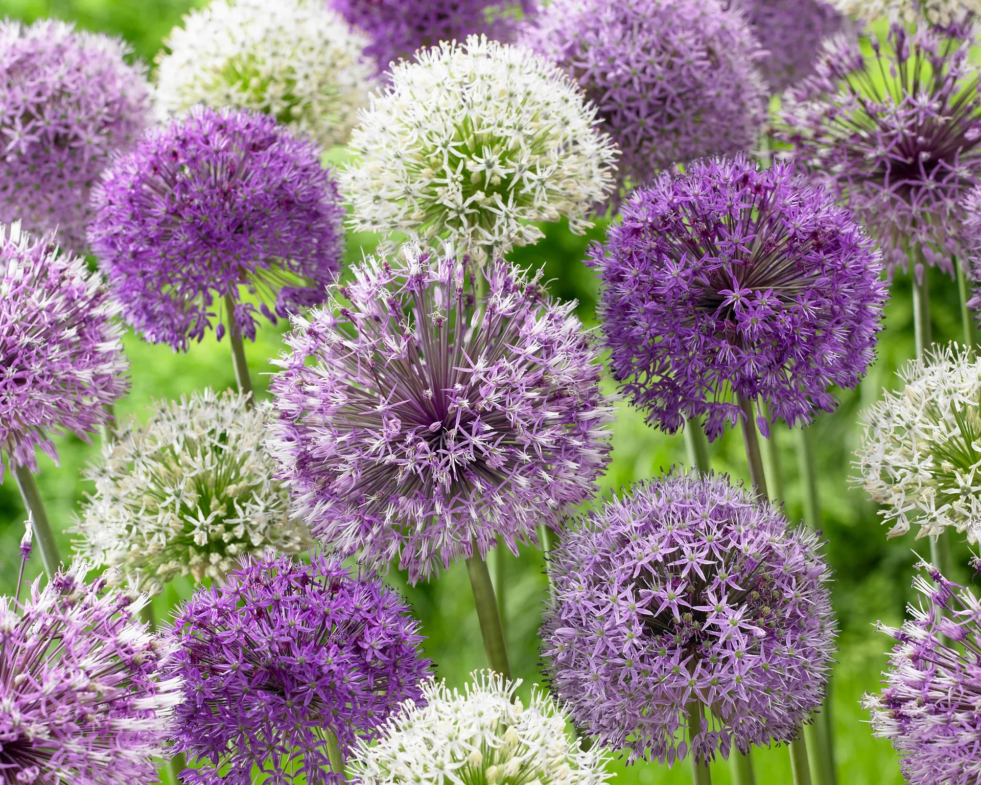 Allium Prydløker miks