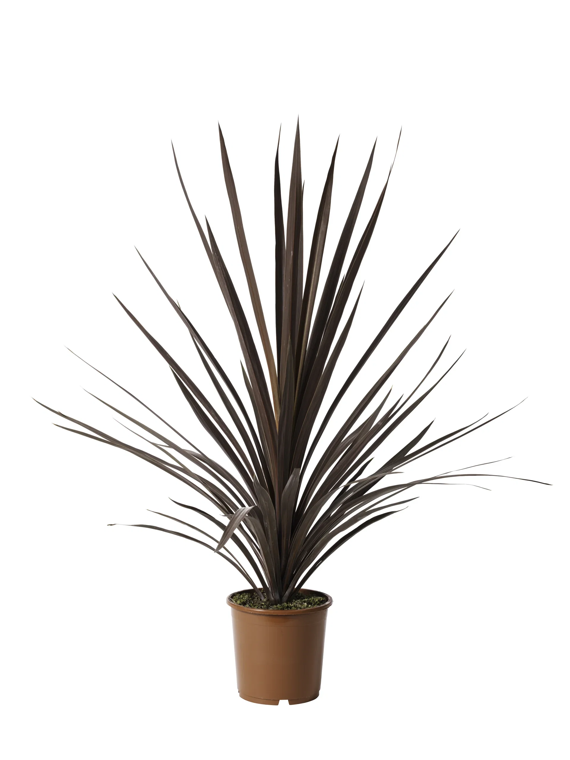 Cordyline australis 'Red Star' Australdrakelilje 'Red Star' Ø21 cm