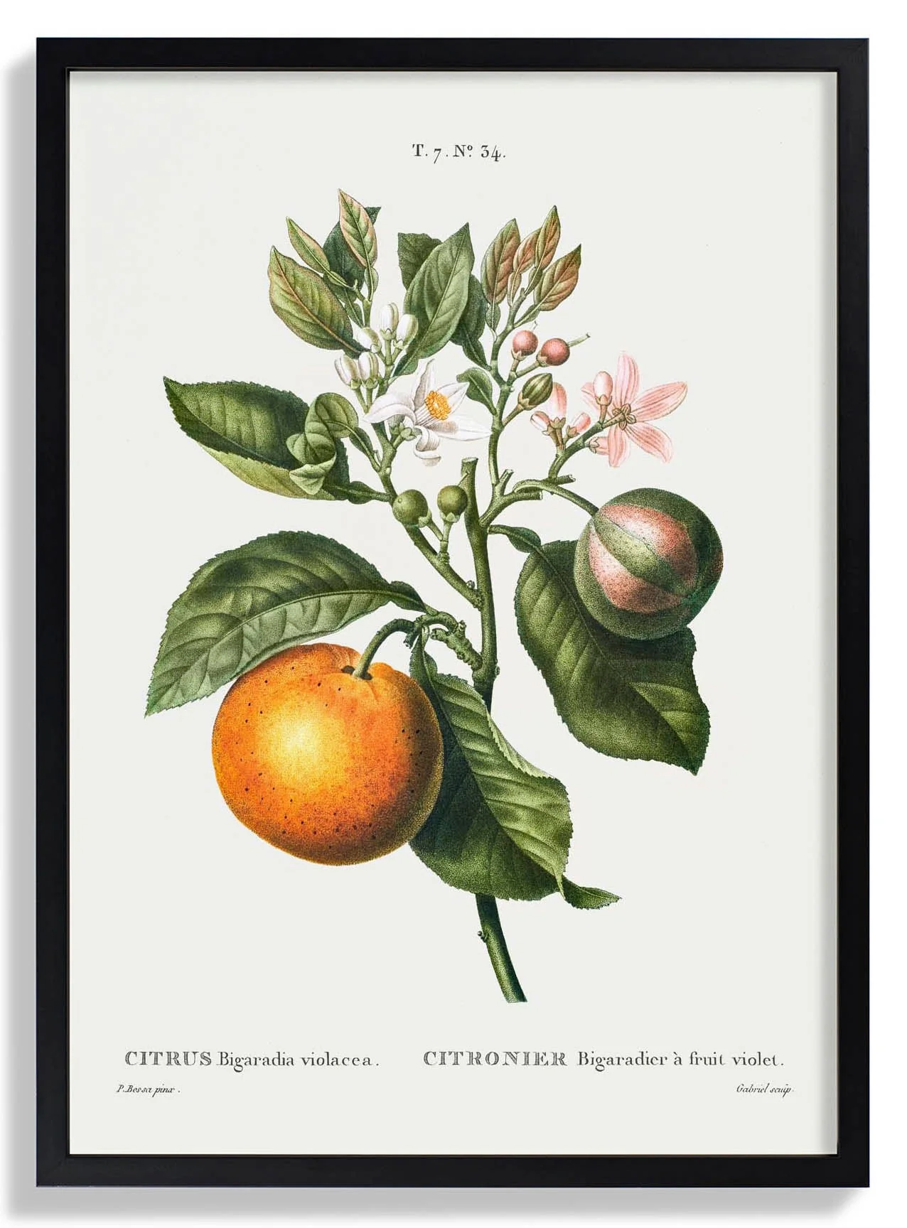Bitterorange Blume