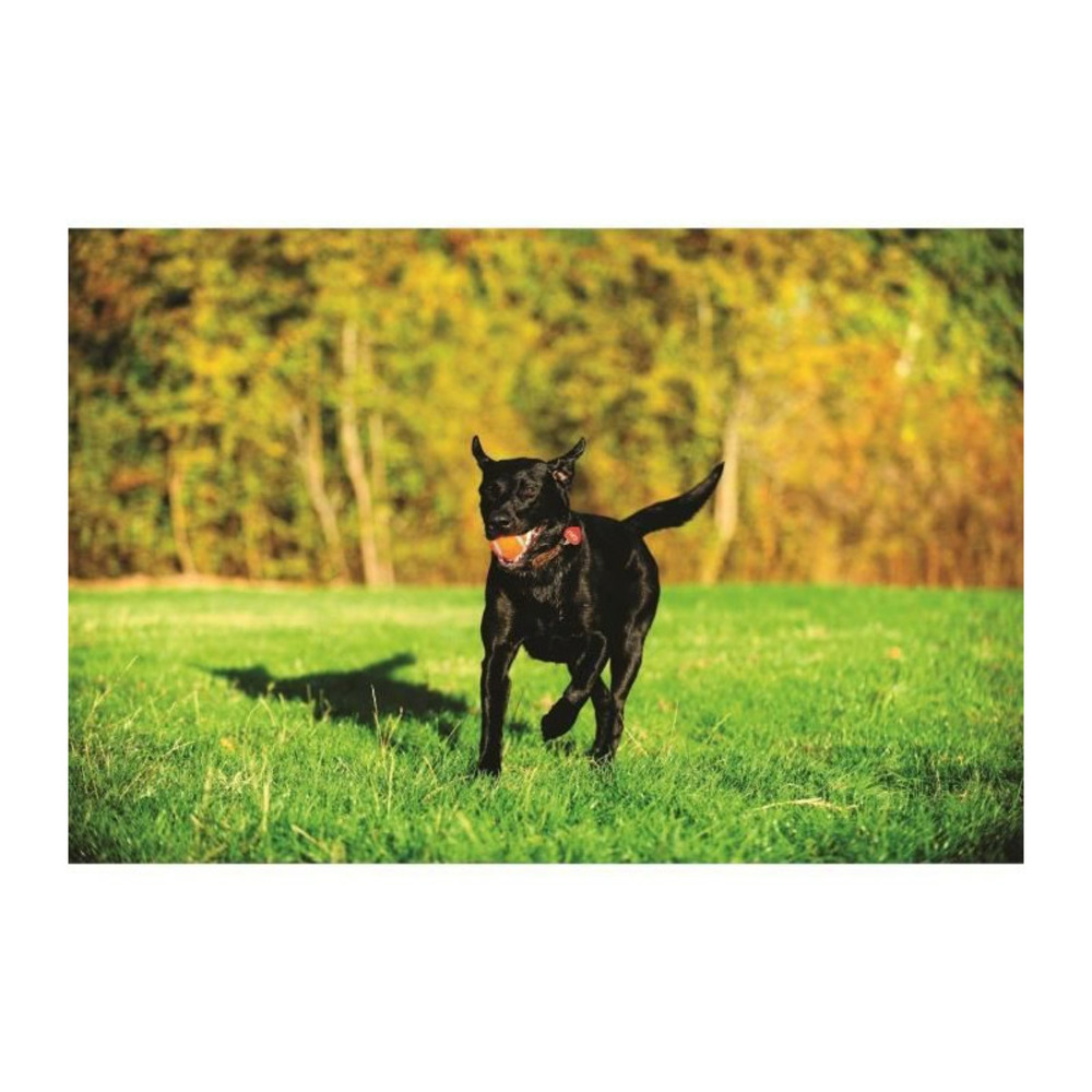 Ultra ball de chuckit!, le balle résistante et polyvalente pour chien, 2 balles en caoutchouc ø 6.5 cm