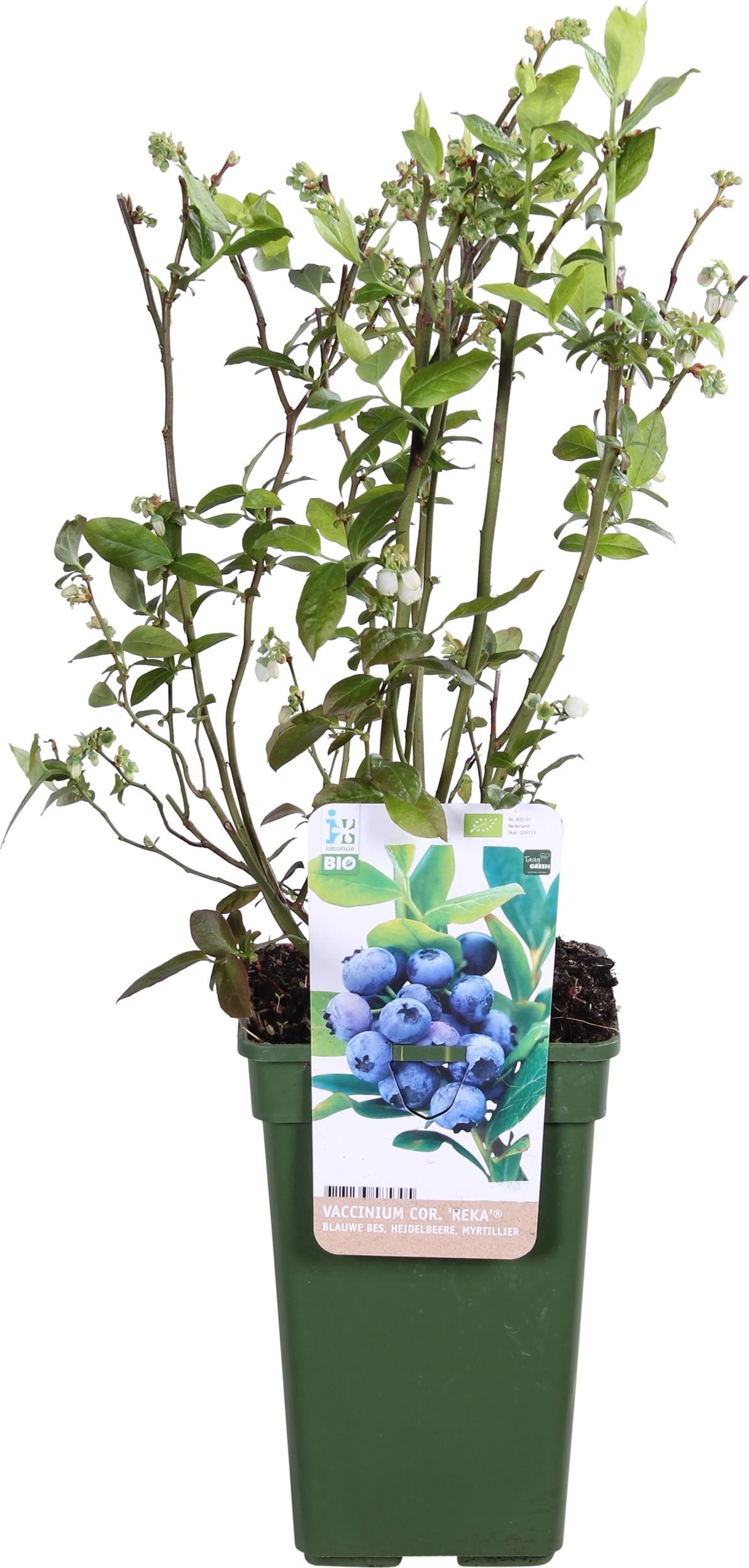 Biologische Blauwe bes (Vaccinium corymbosum 'Reka') D 23 H 100 cm