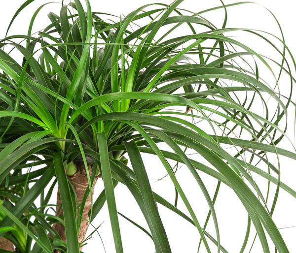 Elefantenfuß - Beaucarnea recurvata,