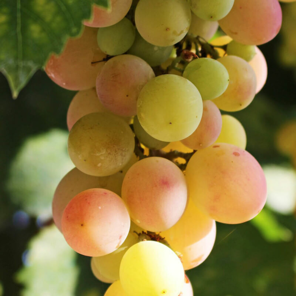 Vigne 'pied de perdrix' - conteneur 3l - taille 30/60cm