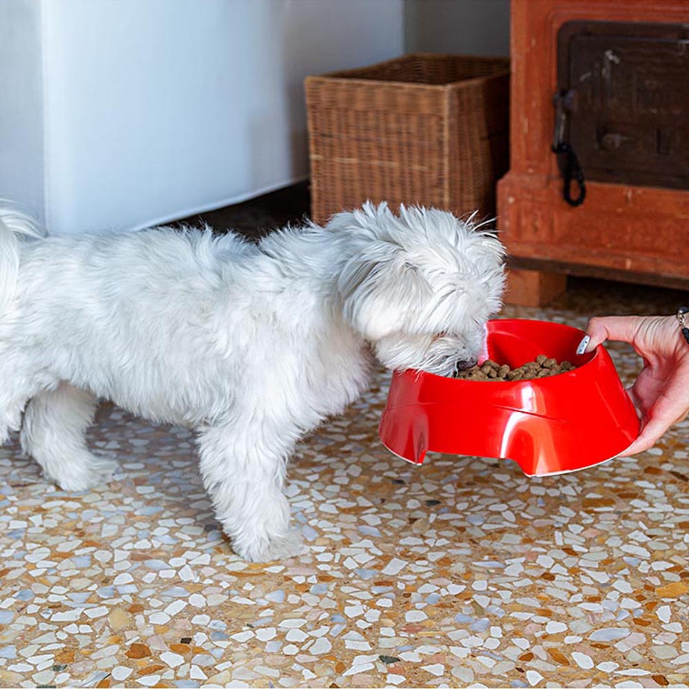 Écuelle anti-glouton pour petits chiens en plastique magnus slow small, 0,5 litres, plastique anti-dérapant