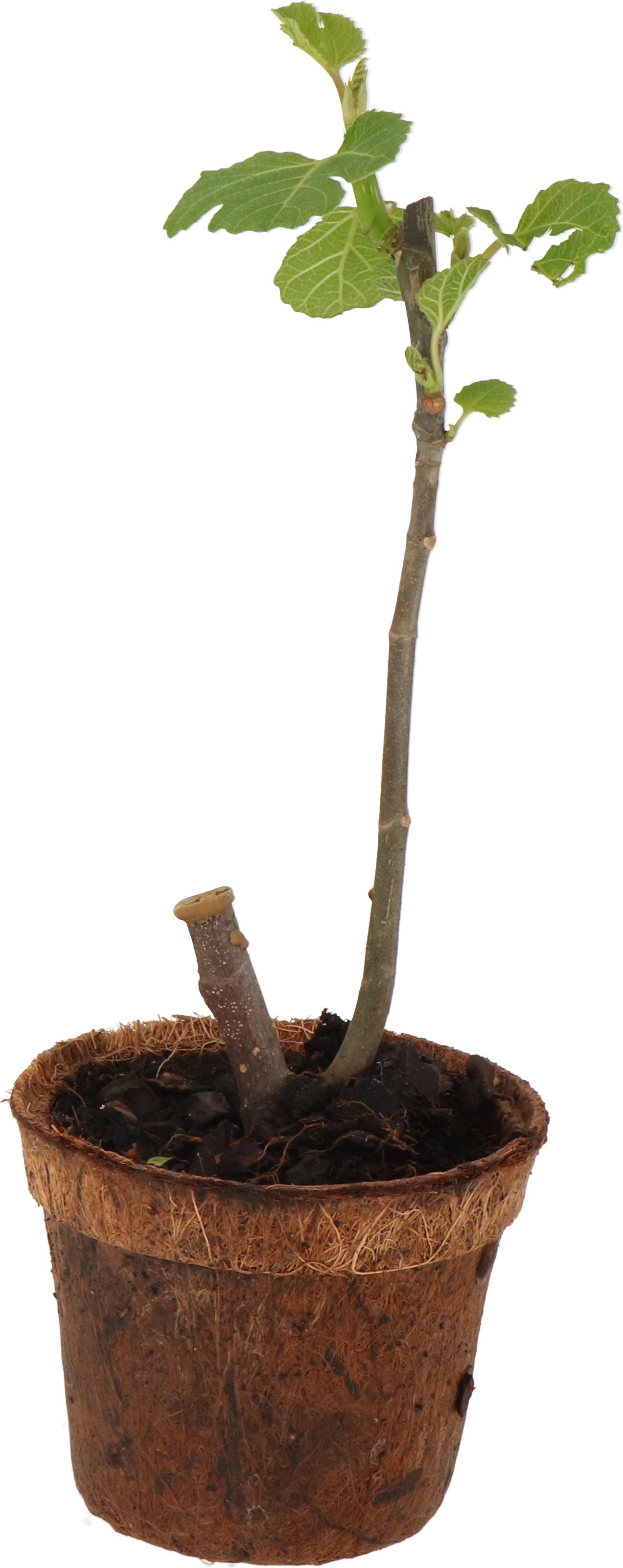Vijg (Ficus carica 'Bornholm') D 13 H 30 cm