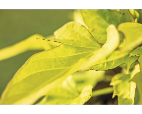 Sierzoete aardappel FloraSelf Ipomoea batatas 'Sweet Caroline Lightgreen' Ø 12 cm pot