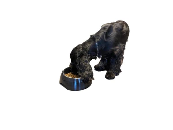 Paw Love Melaminskål med stålskål 700ml Sort