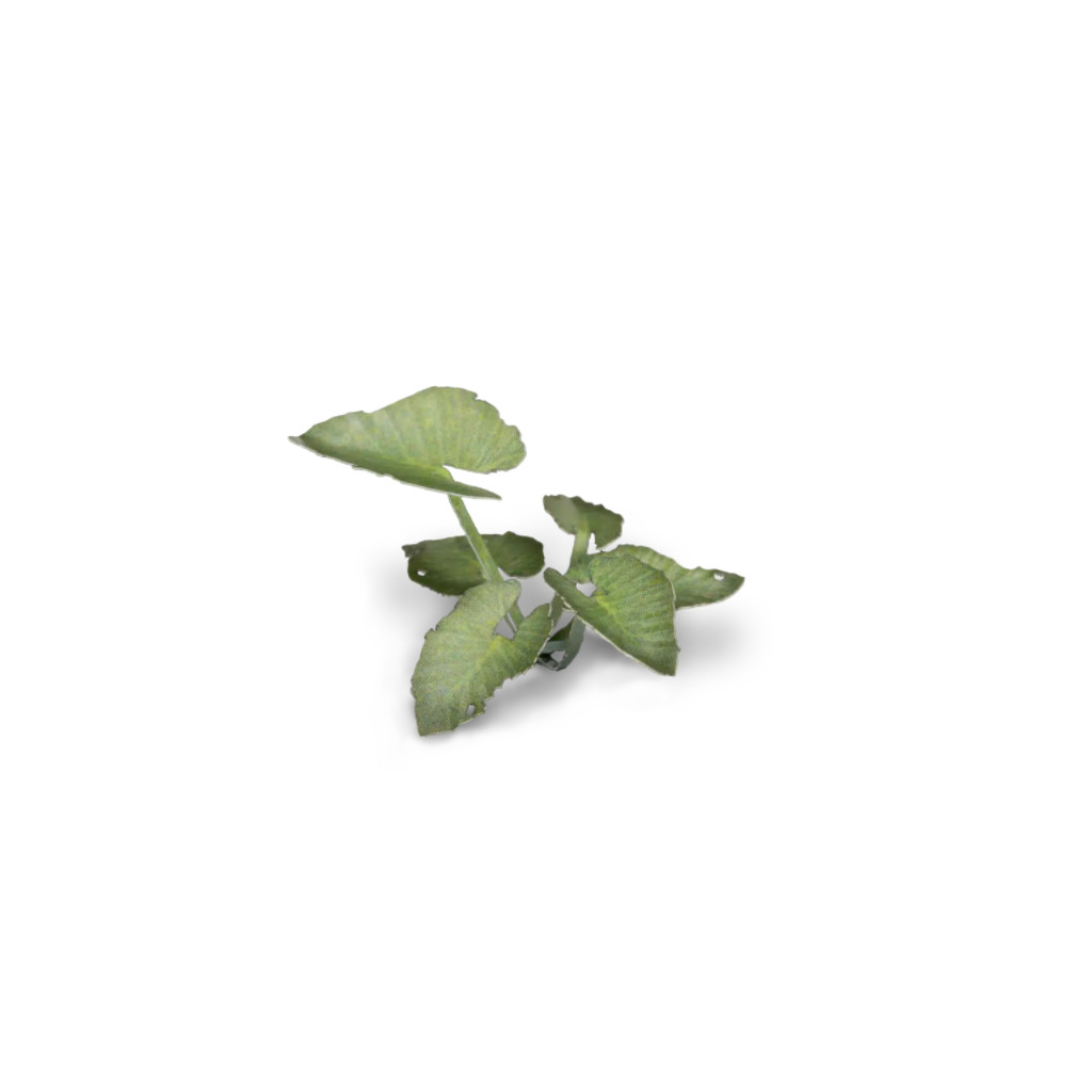 Laser Plants - Elephant Ear