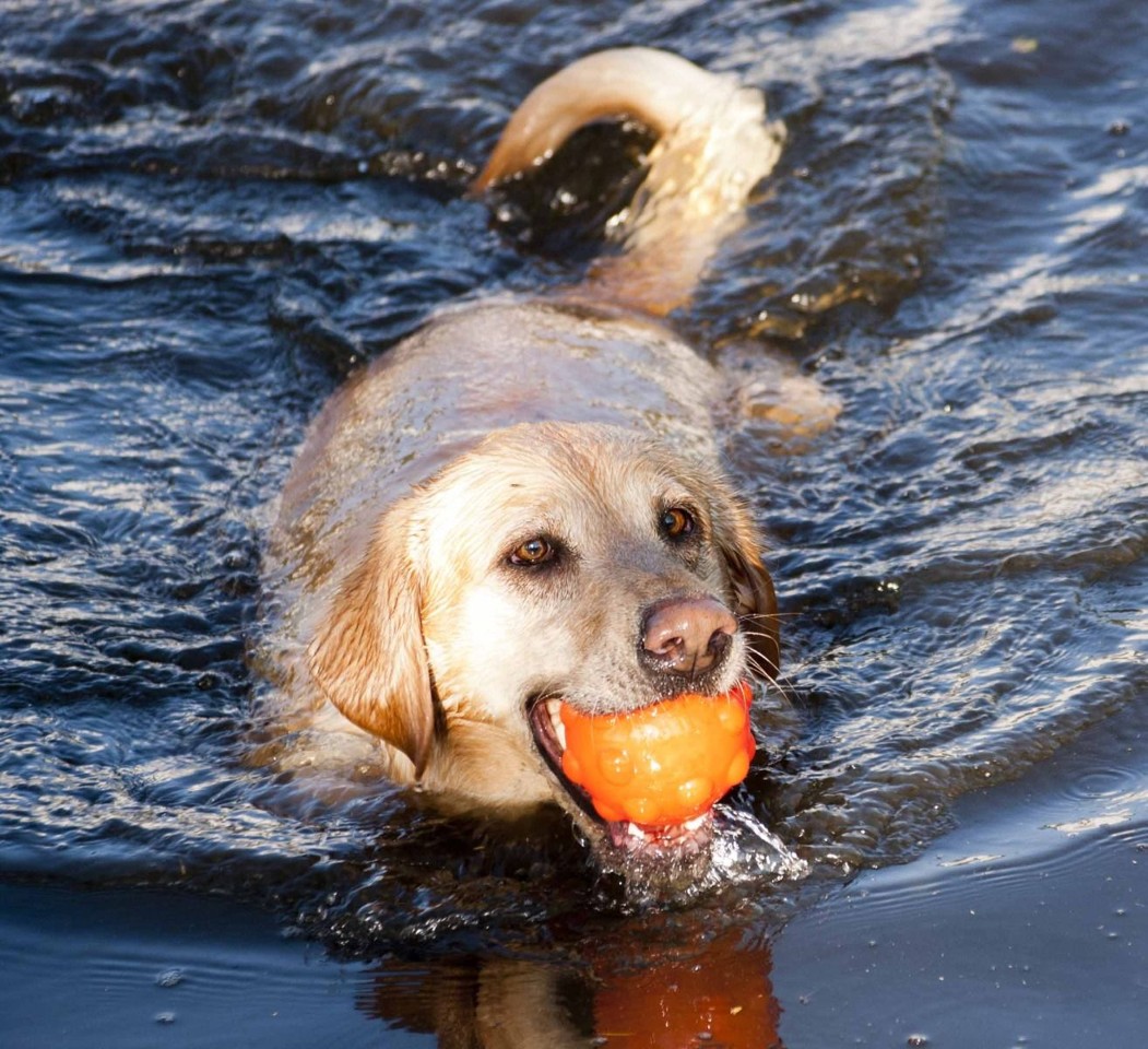 Jolly Pets - Jumper Ball Orange 10cm