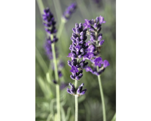 Lavendel FloraSelf Lavandula angustifolia Co 3 L