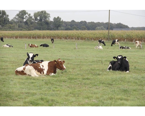 Kiepenkerl Standard GV Pasture Mixture Reseeding 10 kg 5.000 m²