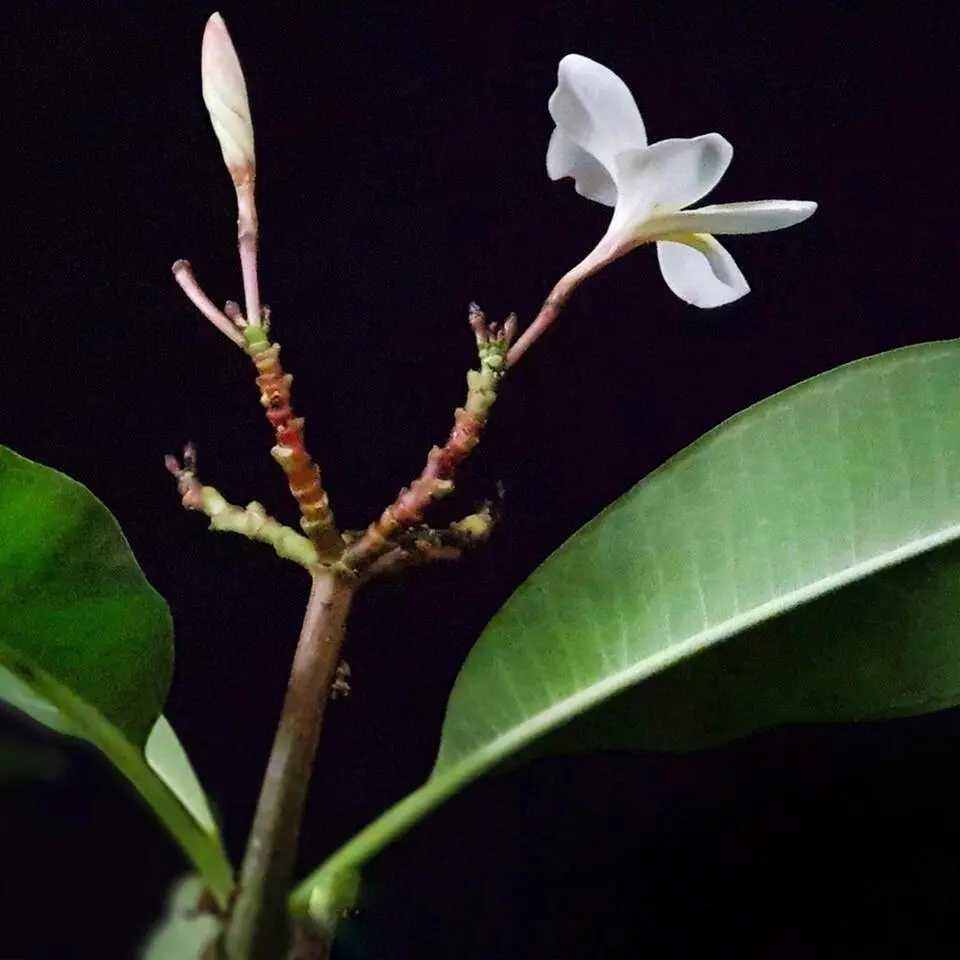 Frangipani Hawaii - Plumeria rubra 'Hawaii' - Hoogte 45-55cm - ⌀17cm