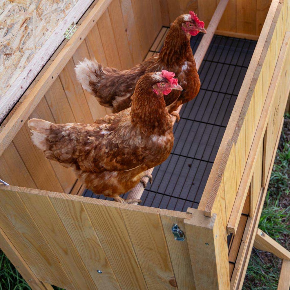Ferplast poulailler maisonnette pour poules pondeuses hen house 10 d'extérieur, en bois fsc, pour environ 4 poules, accessoires