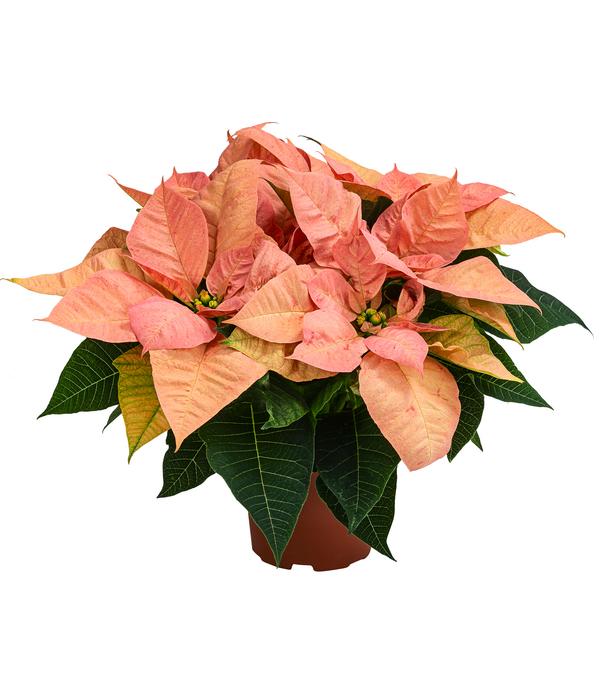 Weihnachtsstern - Euphorbia pulcherrima