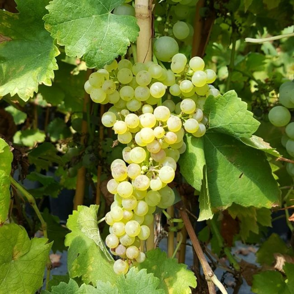 Vigne 'chasselas doré' - vitis vinifera 3l