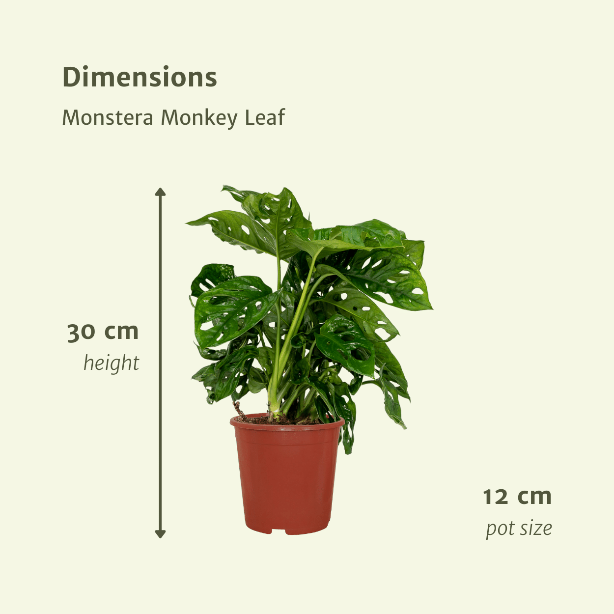 Plante d'intérieur - monstera monkey leaf - lot de 2 30cm