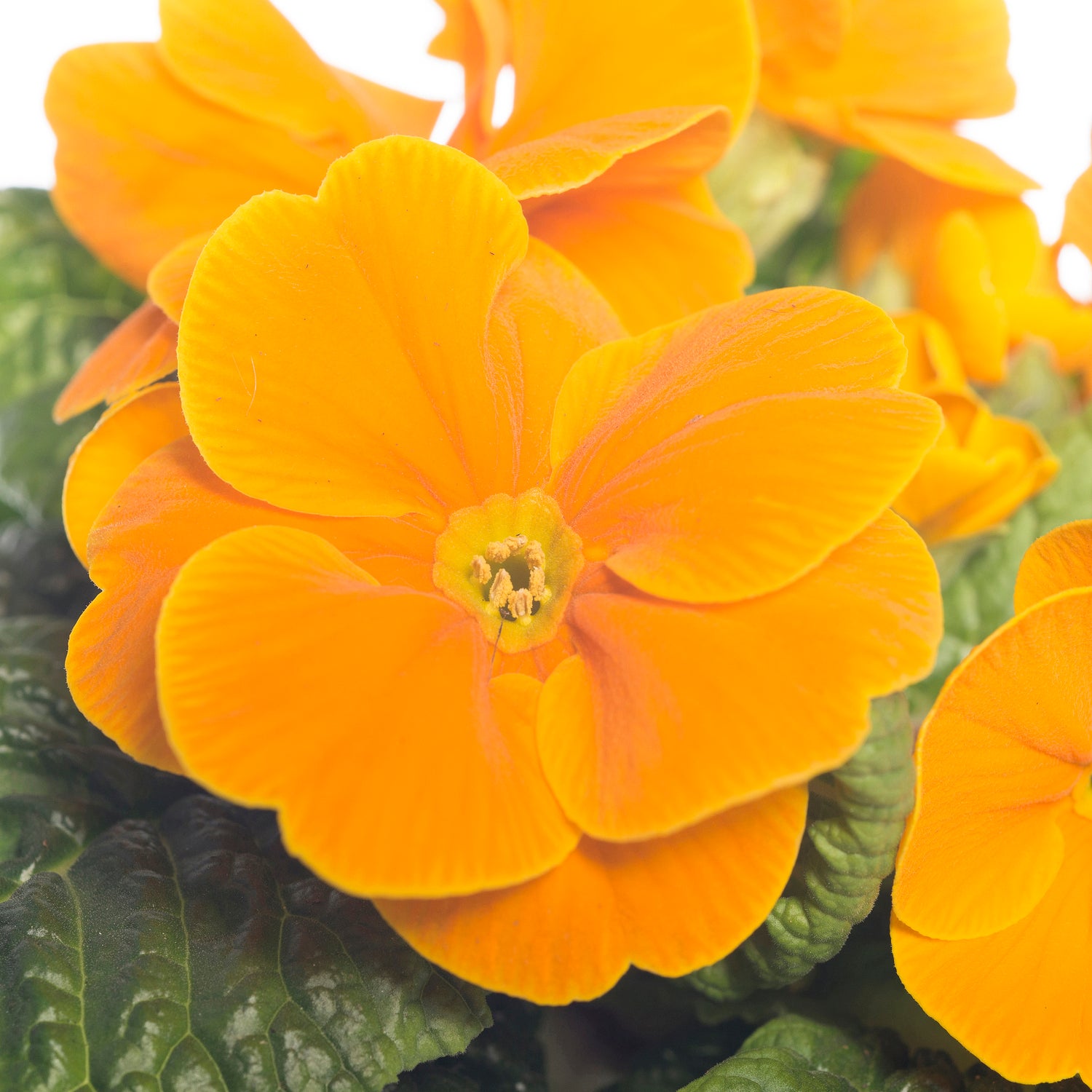 Sleutelbloem (Primula acaulis) oranje D 10,5 H 10 cm