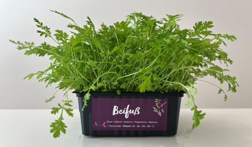 Supergrün´s BIO Beifuß frisch