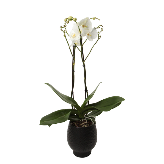 Orchidée Phalaenopsis 'Bijoux' 2 tiges H90cm _ cache-pot noir