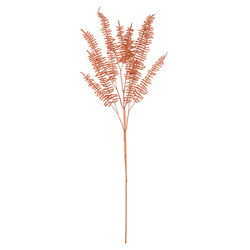 Fougère fine de matakana 'Coeur d'Automne'