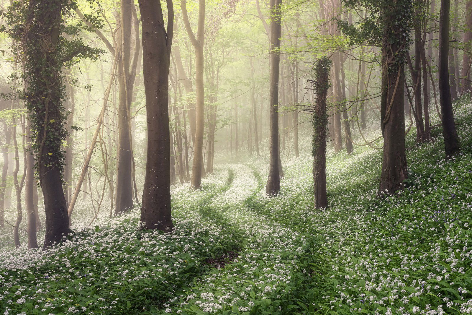 Spring Greens by Chris Frost - Limited Edition. Edition of: 150. Signed.