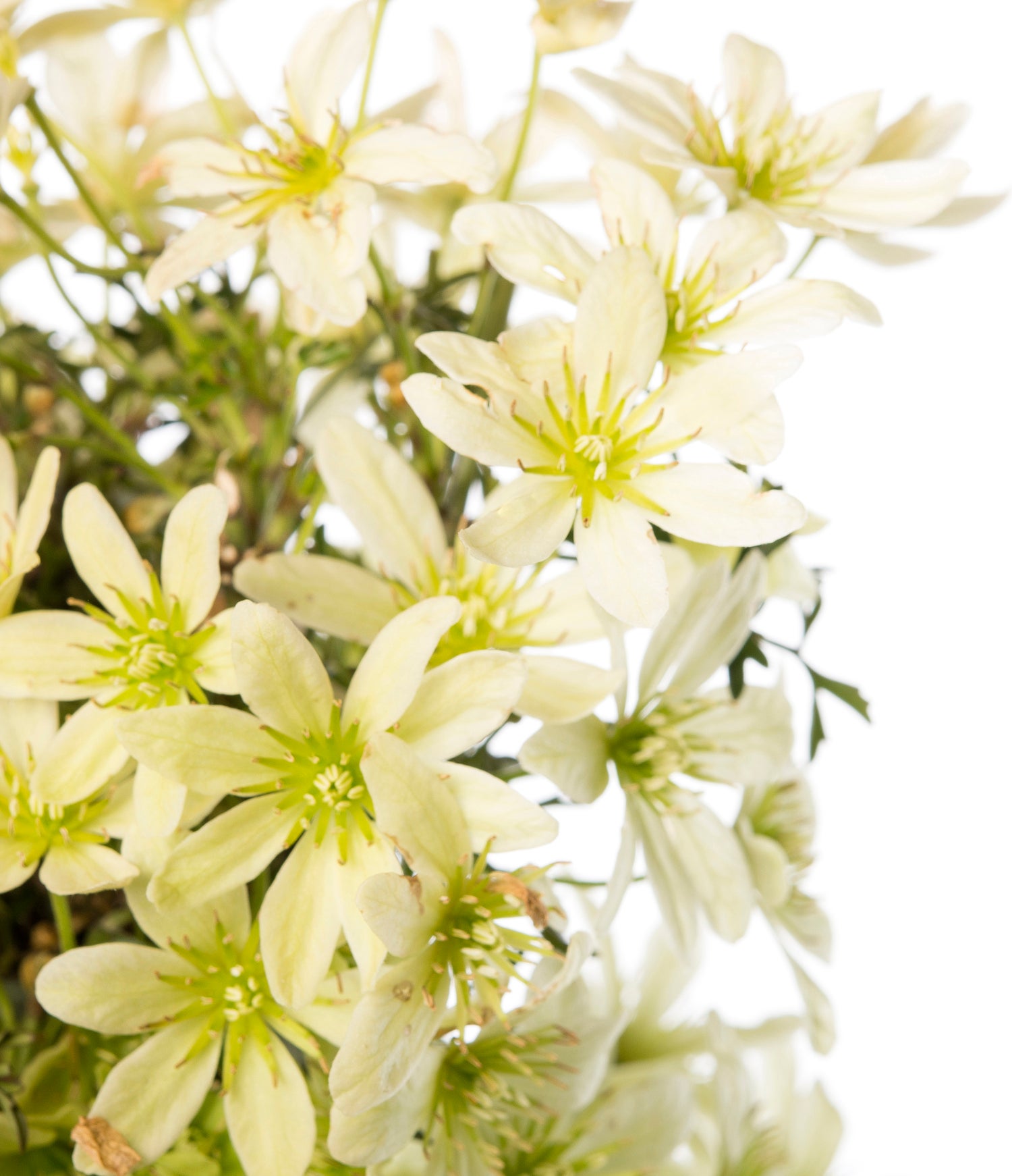Bosrank (Clematis 'Pixie') D 16 H 75 cm