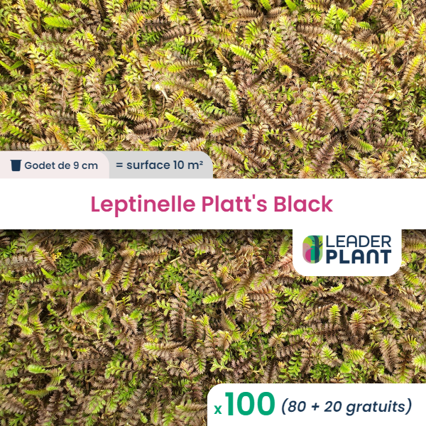 100 x leptinelle platt's black en godet