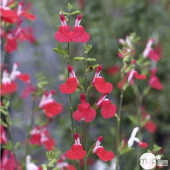 Salvia varié : H 30/40 cm : ctr 3 L