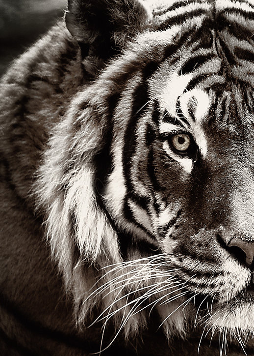 Toile tigre noir, blanc Dada Art l.50 x H.70 cm