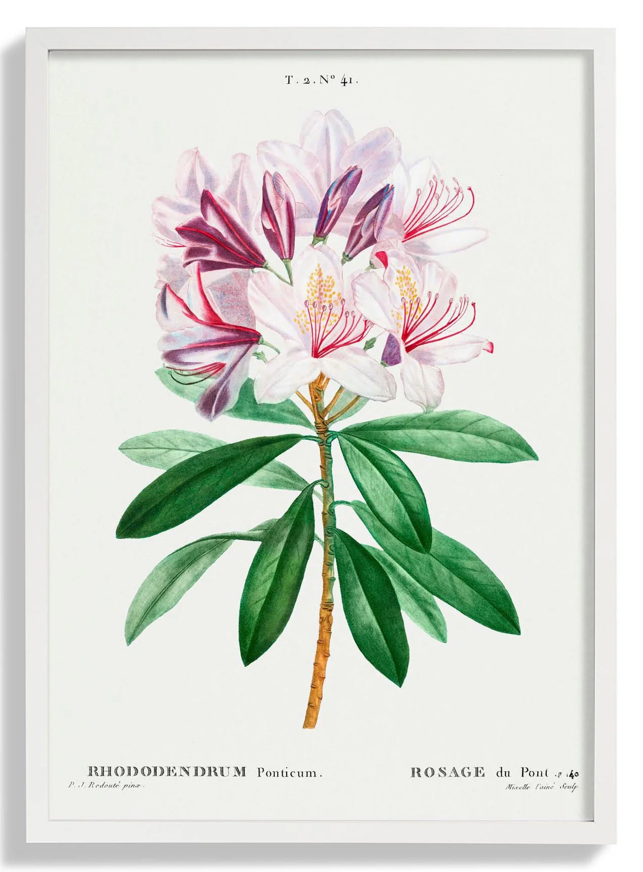 Rhododendron Blume