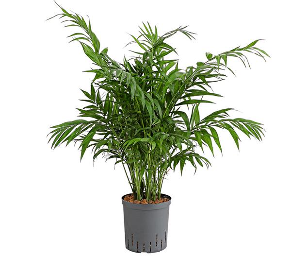 Bergpalme - Chamaedorea elegans, Hydrokultur