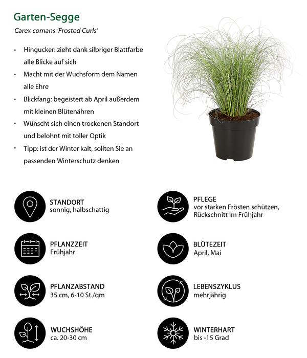 Garten-Segge 'Frosted Curls'