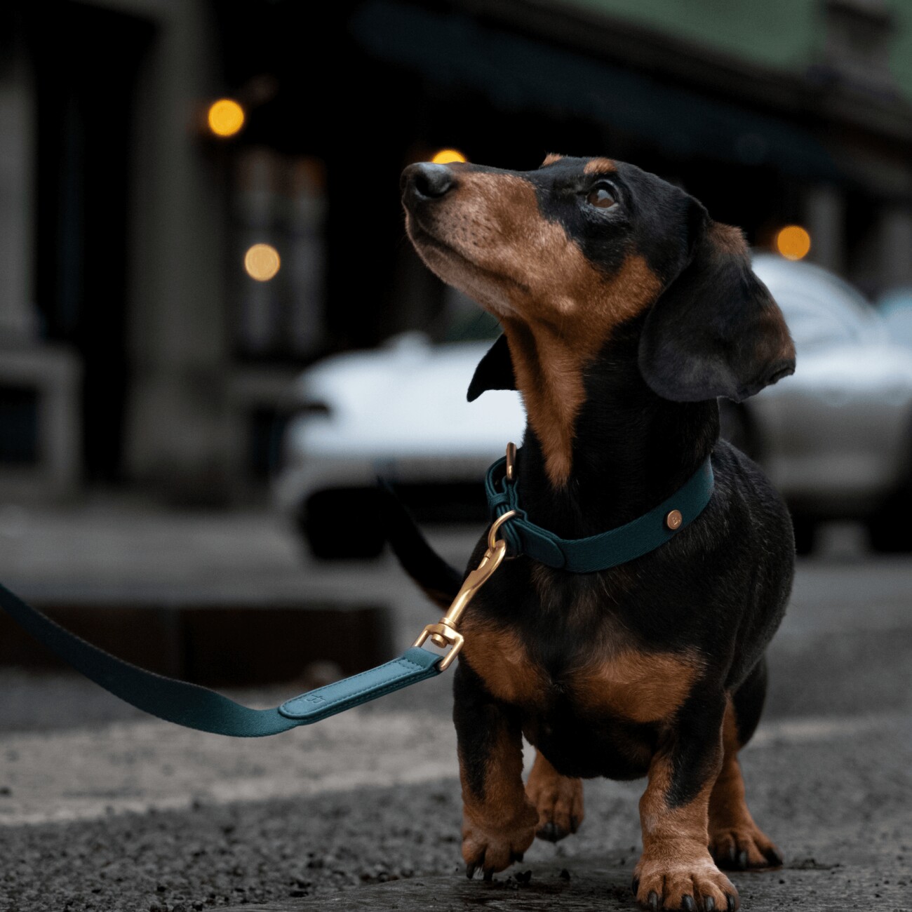 Barkalot Hundehalsband Veganes Leder grün XS