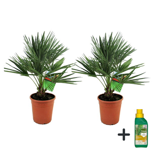 Palmier nain européen xl - 2   pokon