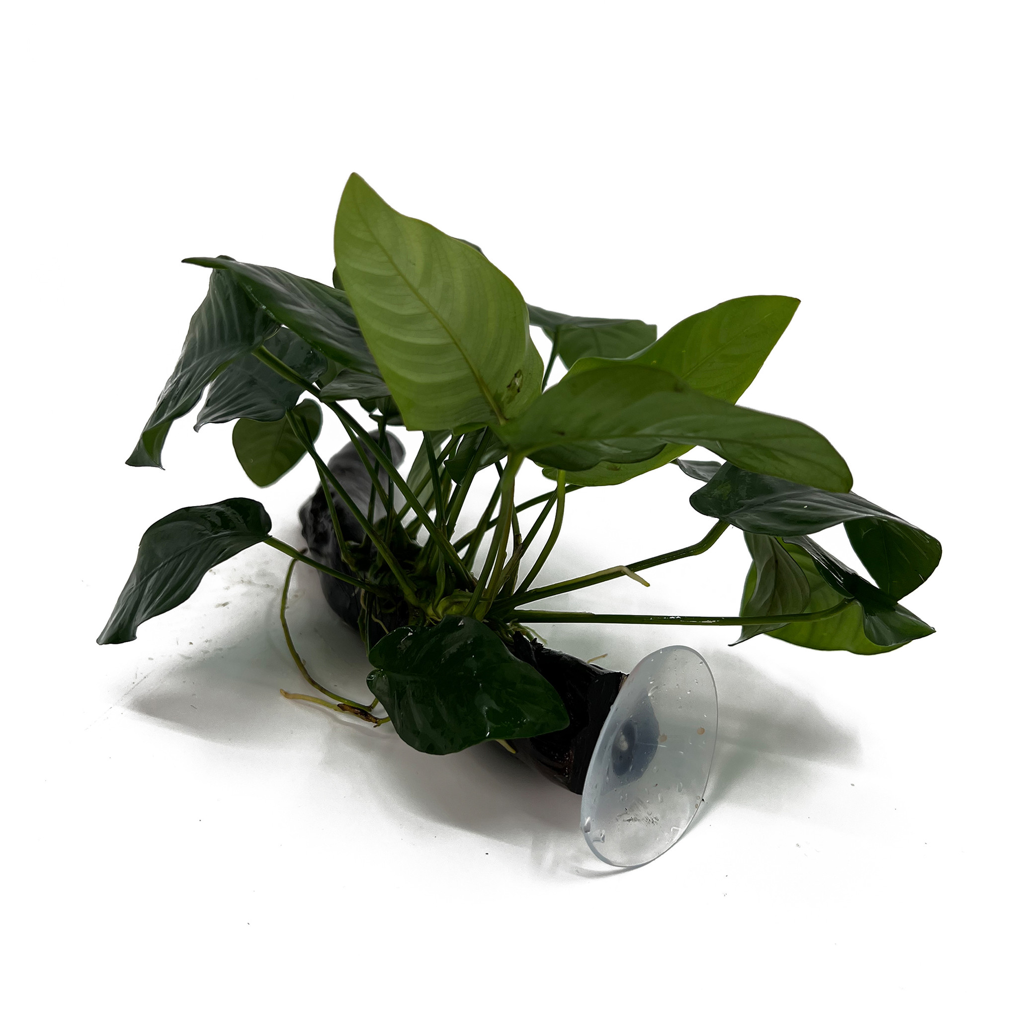 Waterplant Anubias Barteri Nana op hout met zuignap