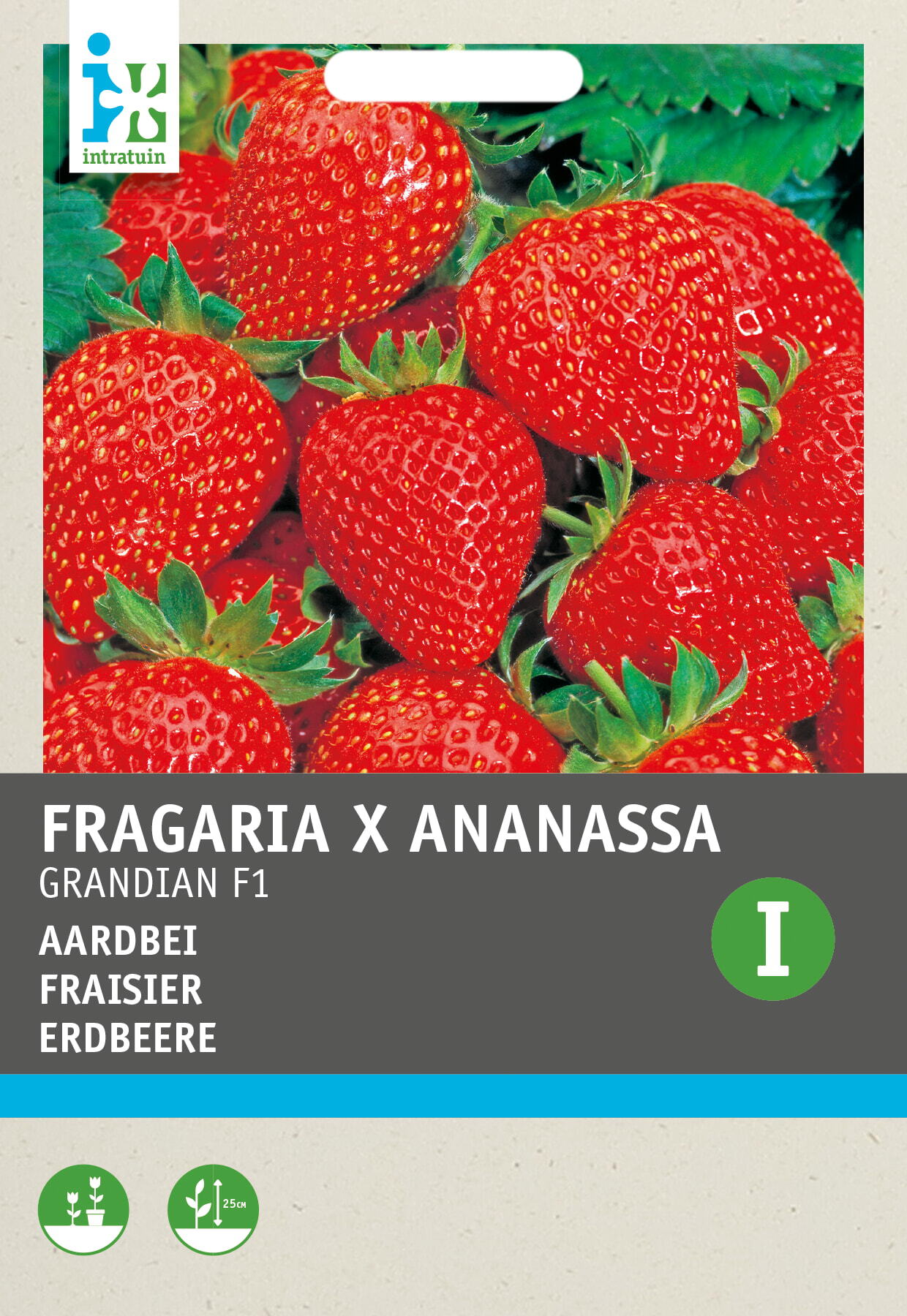 Intratuin kruidenzaad Aardbei (Fragaria x Ananassa 'Grandian F1')