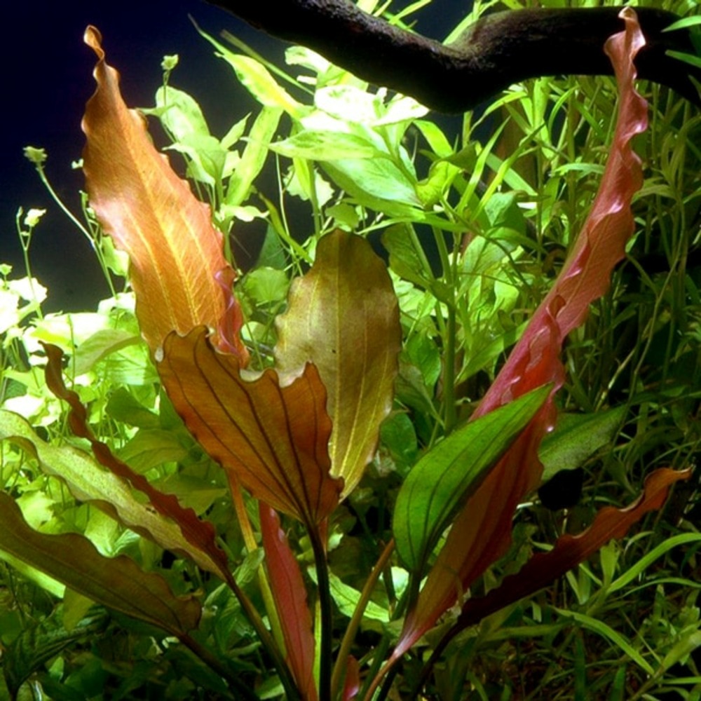 Echinodorus rosé
