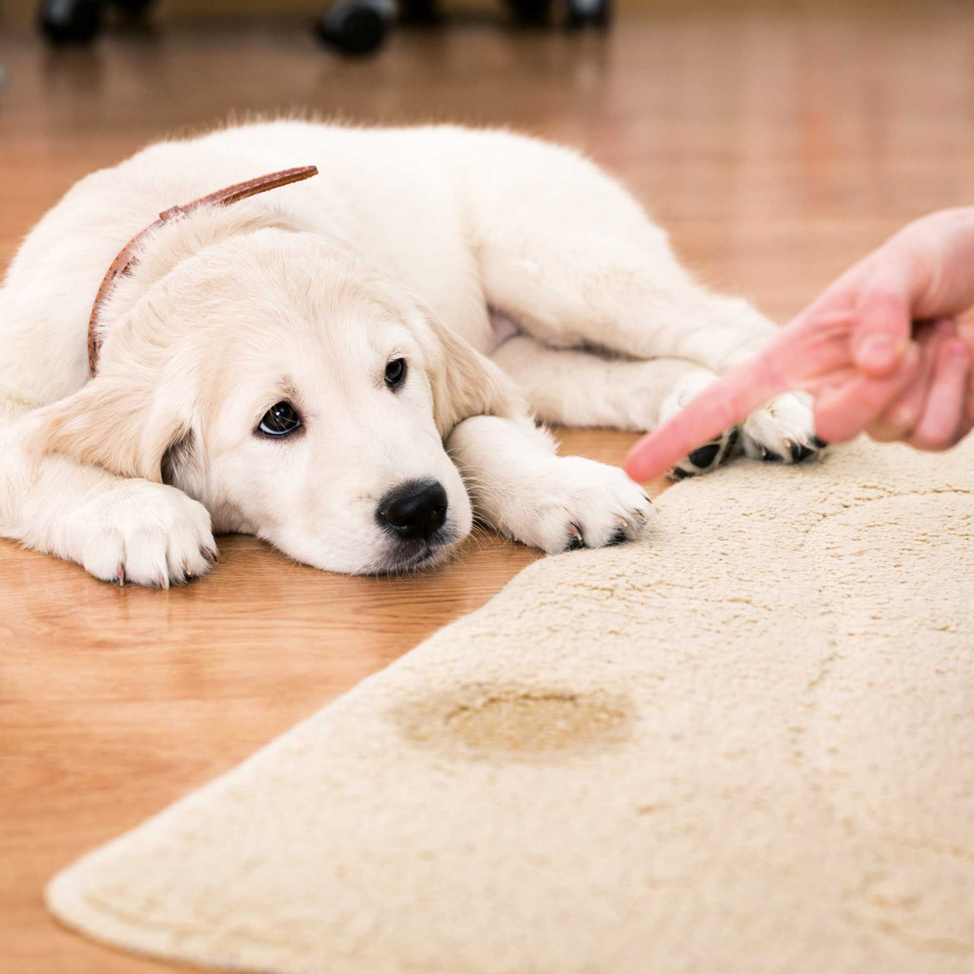 Urine off - gegen das Markieren im Haus - für ausgewachsene Hunde und Welpen
