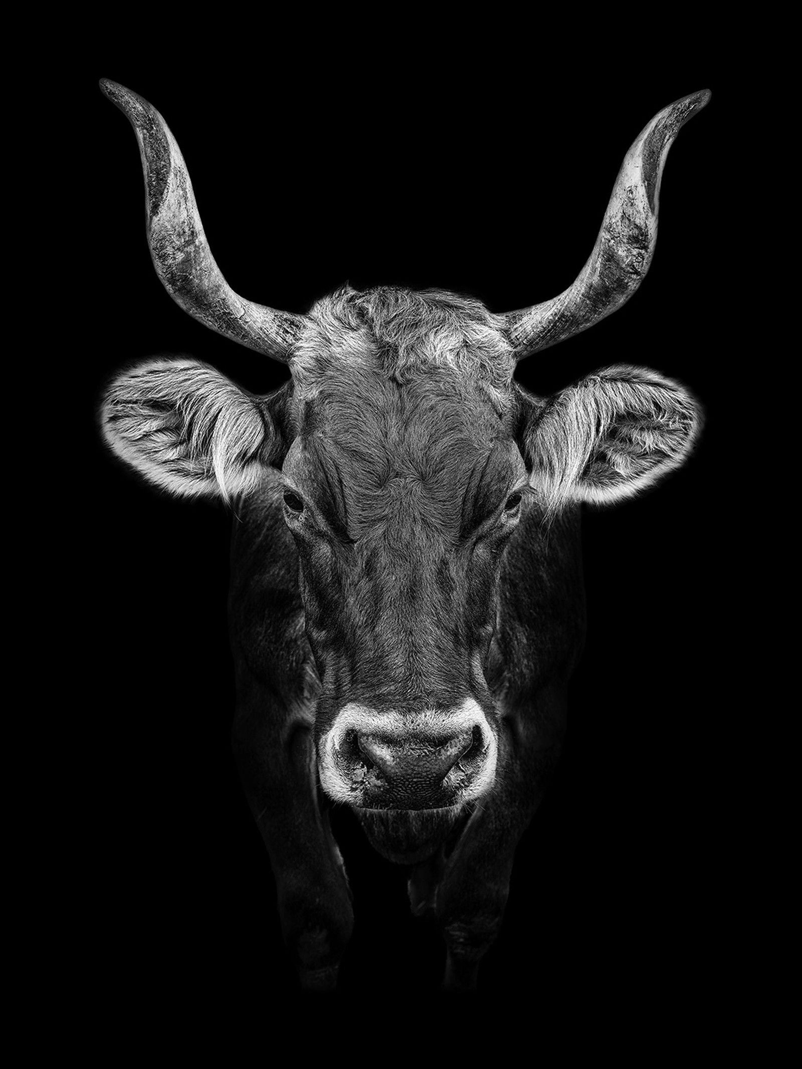 Viva by Claudio Gotsch - Limited Edition. Edition of: 150. Signed.
