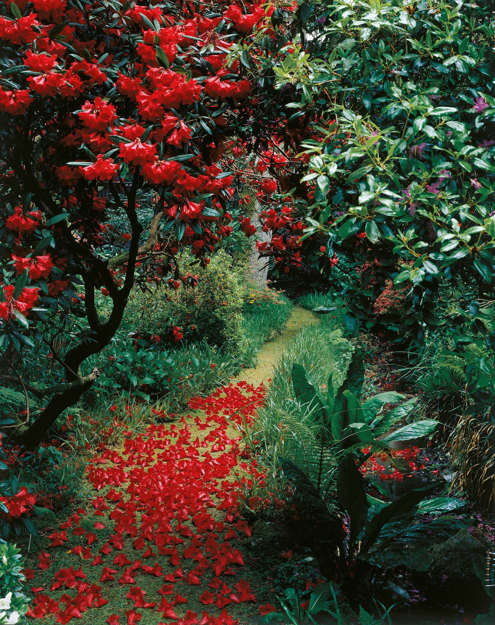 Red Petals by Tessa Traeger | Trunk Archive - Limited Edition. Edition of: 150. Studio Stamp.