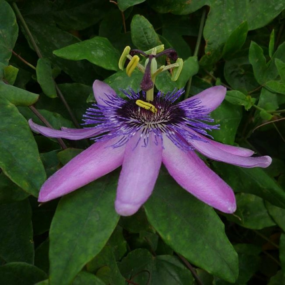 Passiflore 'amethyst' - passiflora amethyst 3l