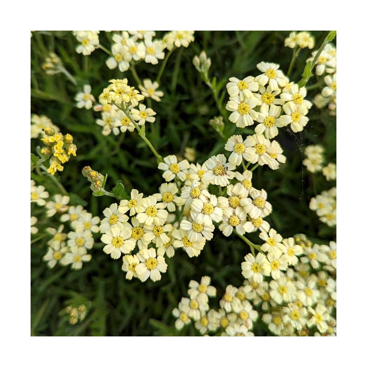 Achillée king edward/achillea lewisii 'king edward'[-]godet