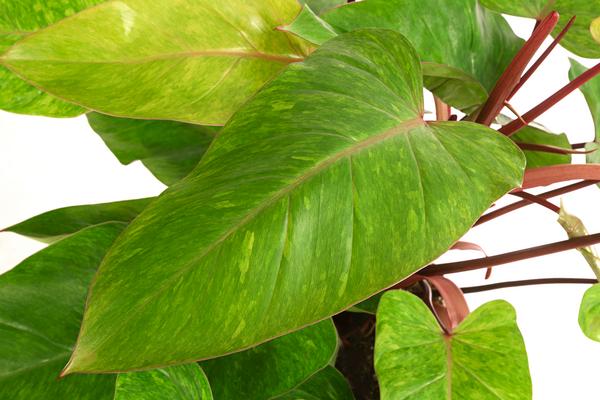 Baumfreund - Philodendron 'Painted Lady'