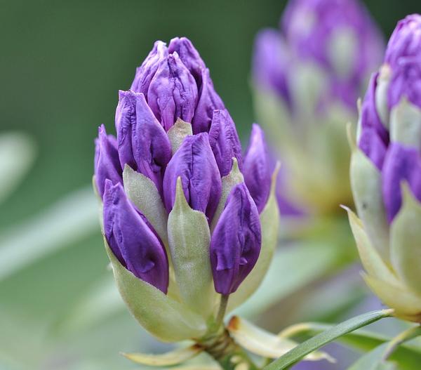 Rhododendron