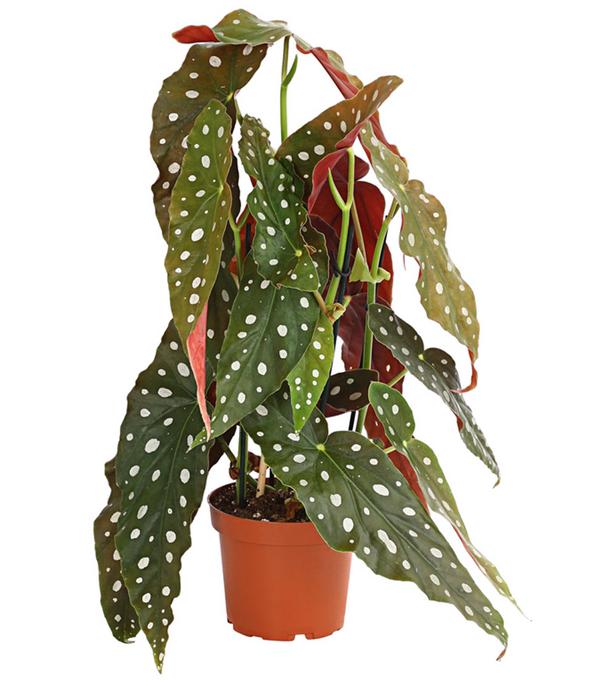 Polka-Dot Begonie - Begonia maculata