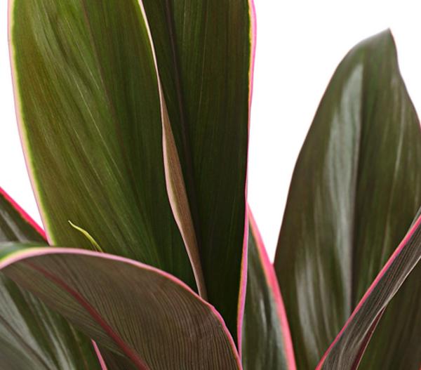 Keulenlilie - Cordyline cultivars,