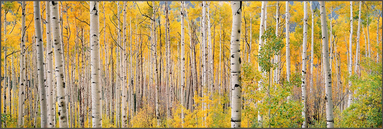 Translucent Aspens by Steven Friedman - Limited Edition. Edition of: 150. Signed.