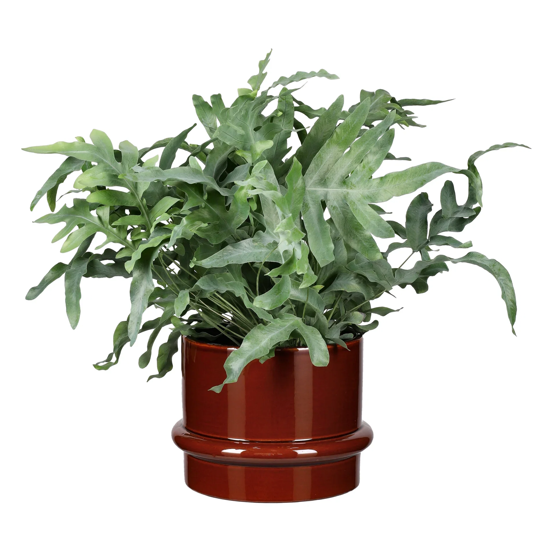 Phlebodium aureum 'Blue Star' Blåstjerne Høyde 45 cm