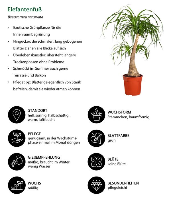 Elefantenfuß - Beaucarnea recurvata